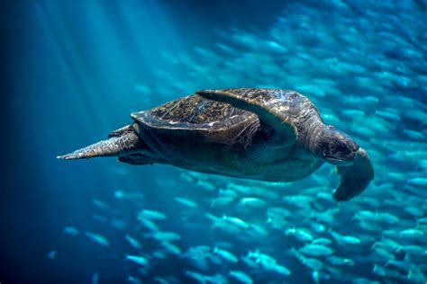 Open Sea | Live Cam | Monterey Bay Aquarium