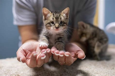 5-Week-Old Kittens Found In Engine; May Not See Well, But Felt The Love ...