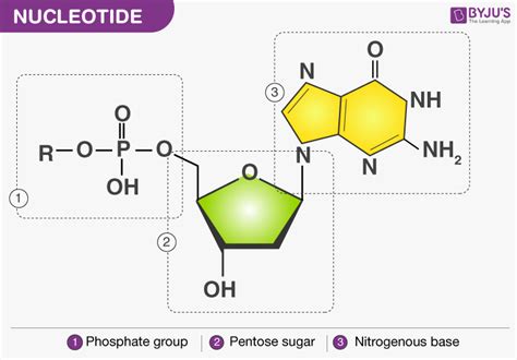 Nucleotide: Structure, Examples and Function