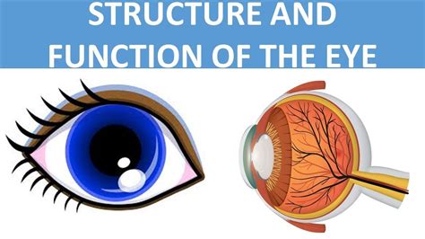 Parts Of The Eye And Its Function