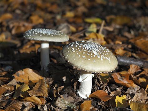 Amanita pantherina - Mushroom World