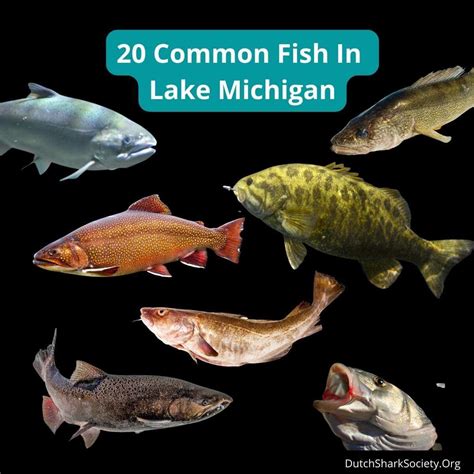 20 Common Fish In Lake Michigan - Dutch Shark Society