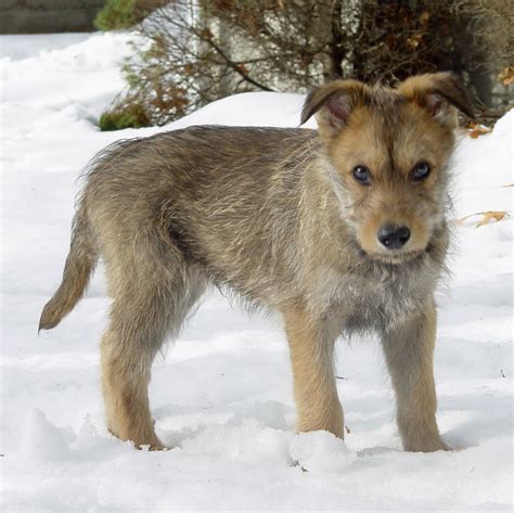 Berger Picard - Puppies, Rescue, Pictures, Information, Temperament ...