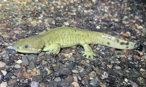 Arizona Tiger Salamander in August 2023 by aambos · iNaturalist