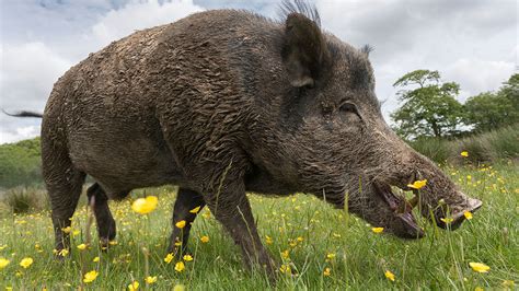 The taming of the pig took some wild turns | Science | AAAS