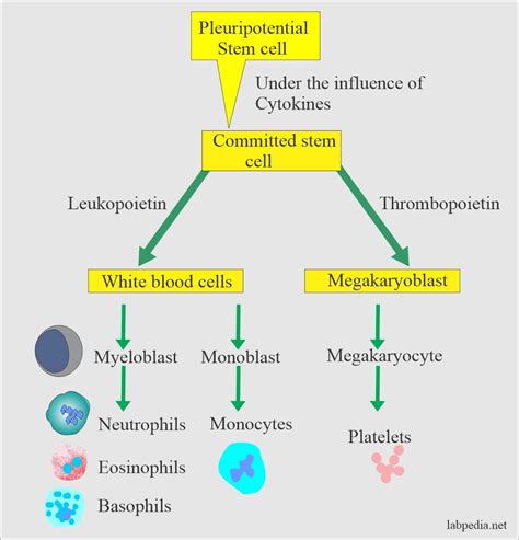 White blood cell:- Part 1 - White Blood Cells (WBC) Development ...