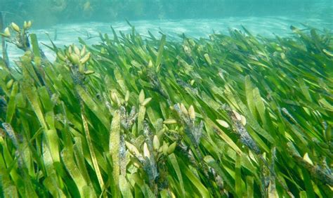 Research reveals unique reproductive trait for seagrass