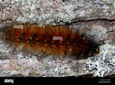 Yellow bear Virginia tiger moth caterpillar Spilosoma virginica family ...