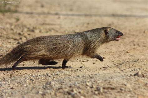 Egyptian Mongoose II by Eran Gissis / 500px