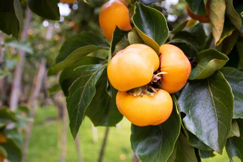 Pruning Persimmon Trees: A Complete Guide - Minneopa Orchards