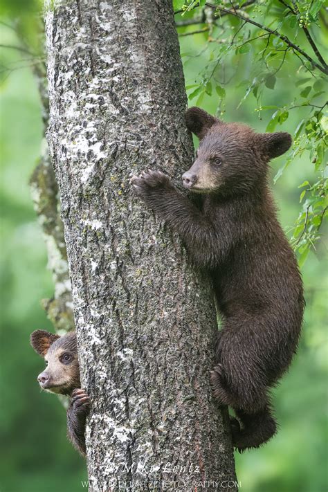 Black Bear cubs in tree photo - Mike Lentz Nature Photography photos at ...