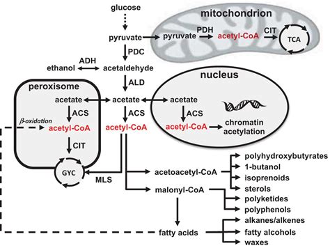 Synthetic Biology for Engineering Acetyl Coenzyme A Metabolism in Yeast ...