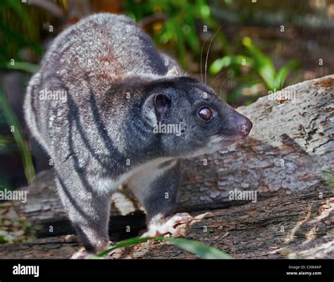 Ground Cuscus (phalanger gymnotis Stock Photo - Alamy