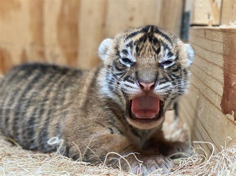 Two endangered tiger cubs born at Memphis Zoo