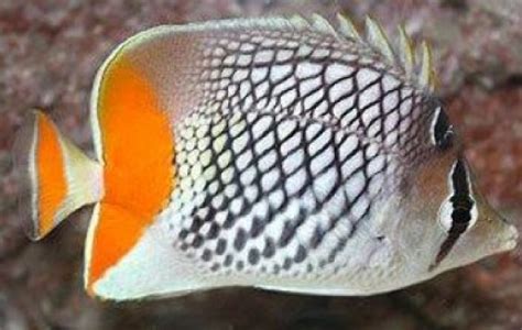 Pearlscale Butterflyfish - Butterflyfish - Chaetodon xanthurus | Tank Facts