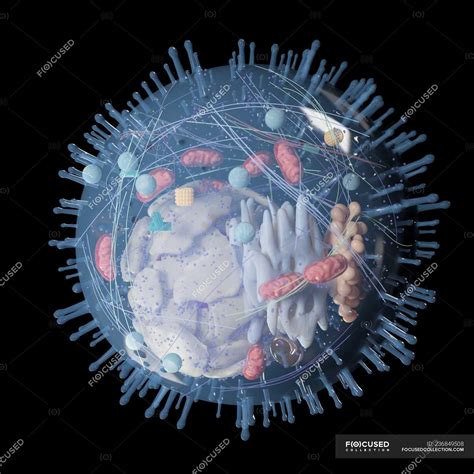 Medical illustration of human cell structure on black background ...