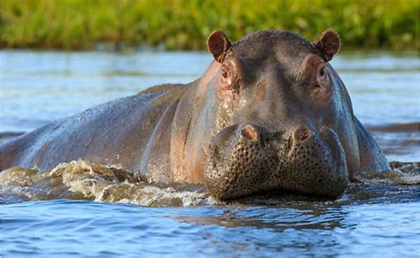 10 Animals Found In Malawi - WorldAtlas