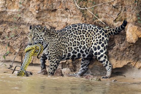 Wildlife photographer captures incredible battle between anaconda and ...