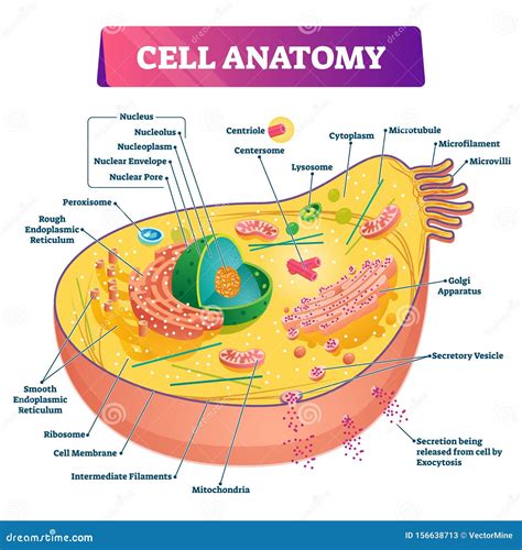 Diagram Of Cell Labeled