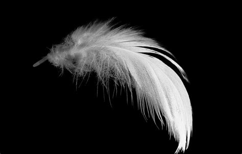 Black Feather Wallpapers on WallpaperDog