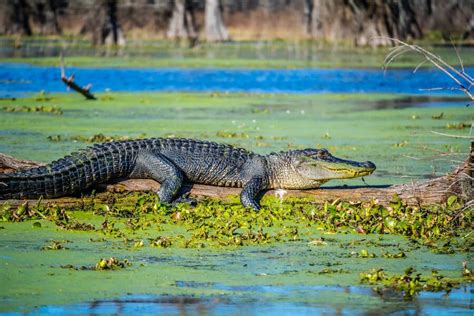 Gators and Crocs You Might See on an Alligator Airboat Tour in Fort ...