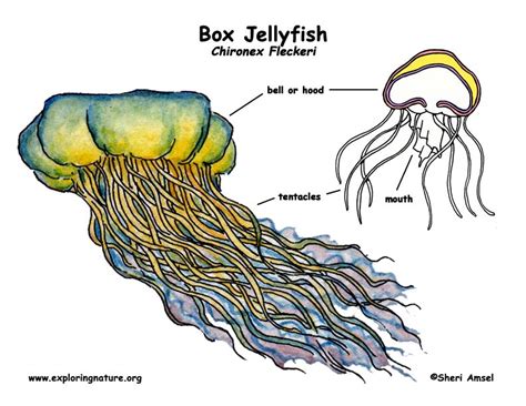 Diagram Of Jellyfish