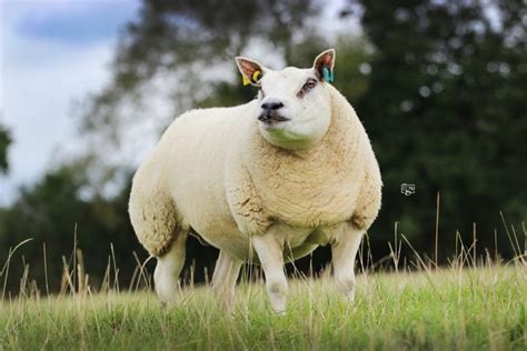 Beltex – Chiltern Livestock