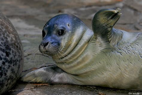 hallo, da bin ich ... (neugeborenes Seehundbaby) Foto & Bild | tiere ...