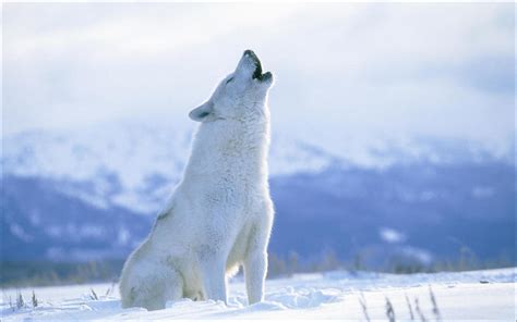 White howling wolf - Image Abyss