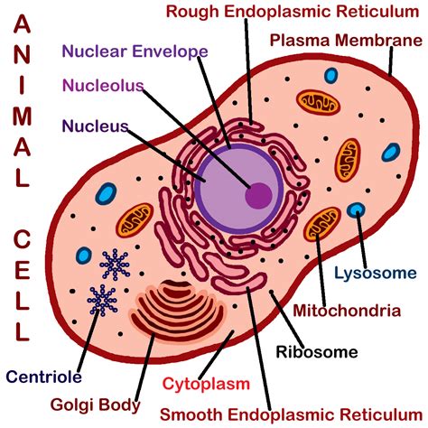 Animal Cell Diagram Labeled | New Calendar Template Site