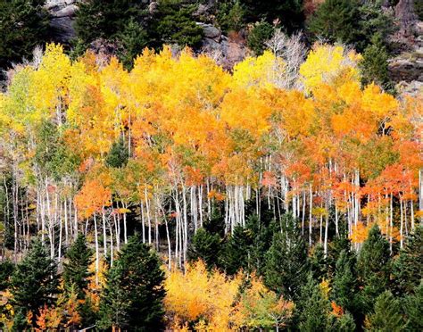 Aspen Grove - Aspen in Rocky Mountain N.P., Colorado | Photo, Aspen ...