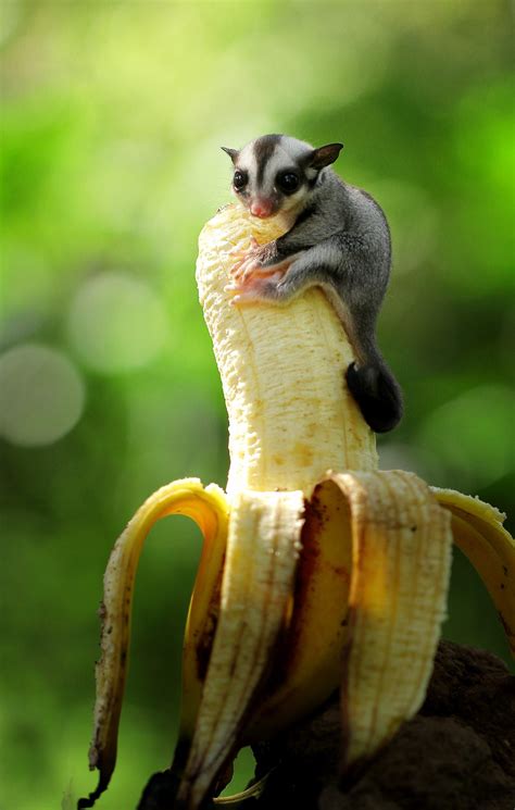 Can Sugar Glider Eat Banana - CANZG