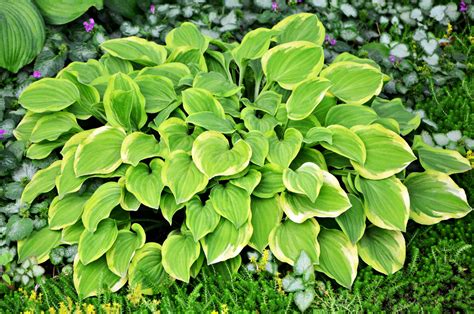 Full-sun hostas grow well even without shade