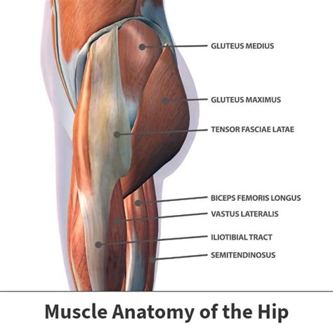 Hip Muscle Strains Info | Florida Orthopaedic Institute