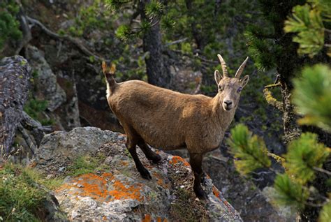 Animals in the Alps of Europe | WanderWisdom