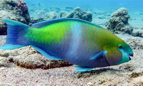 Parrotfish - A-Z Animals