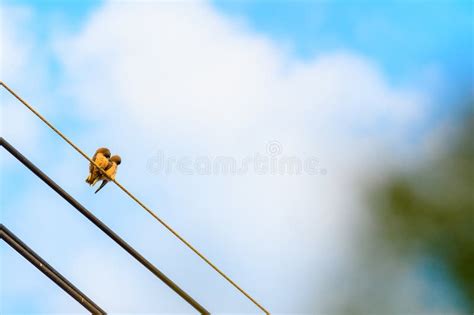 Two birds on a wire stock photo. Image of birds, side - 271487264