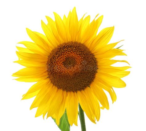 Beautiful Bright Blooming Sunflower Stock Photo - Image of fresh, fall ...