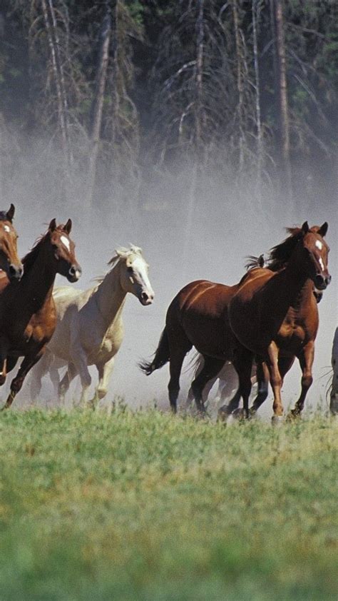 Seven Running Horses -, 7 Horses HD phone wallpaper | Pxfuel