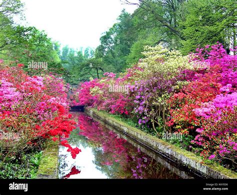 Spring Flowers in a park Stock Photo - Alamy