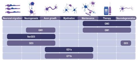 Gangliosides: Critical targets for cancer and neurological disorders ...