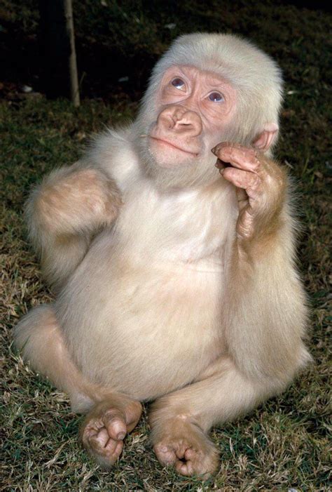 Account Suspended | Rare albino animals, Albino gorilla, Albino animals