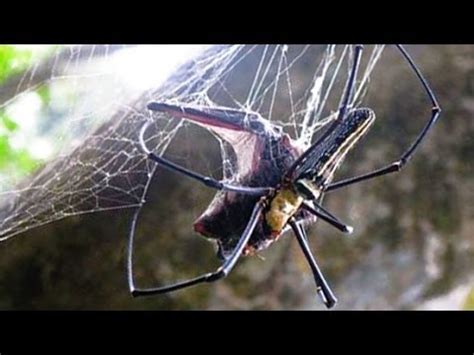 GIANT SPIDER EATS BATS - YouTube