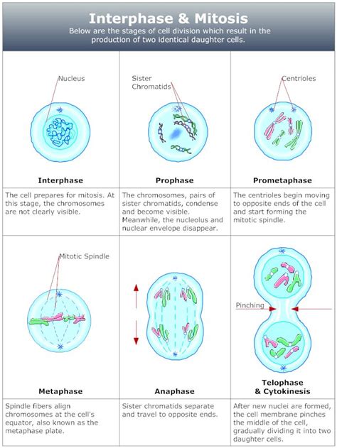 Mitosis Diagram | Mitosis, Biology diagrams, Basic anatomy and physiology