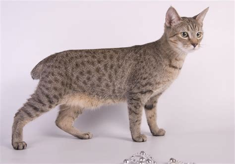 American Bobtail (Shorthair) Cats | Cat Breeds