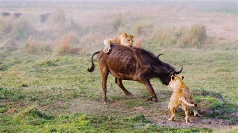 Hungry lions hunting for buffalo in Serengeti - CGTN