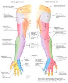 Upper extremity dermatomes | Anesthesiology | Pinterest | Search, Of ...