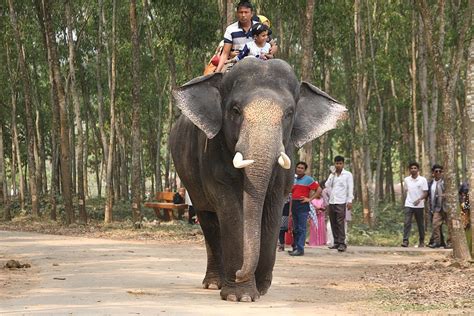 Elephant back safari ride in Habarana | The Adventure Travel Site