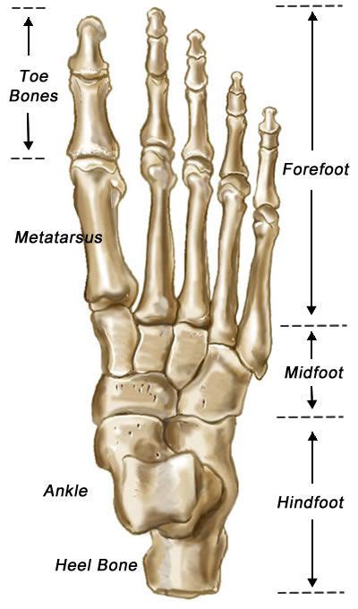 Foot Bones - (Find Out All About Your Feet & How They Work)