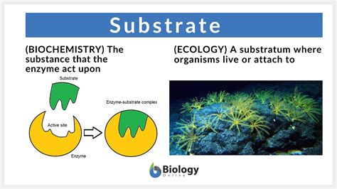 Substrate Examples